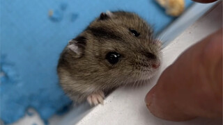 这不是地摊！这是人情世故！