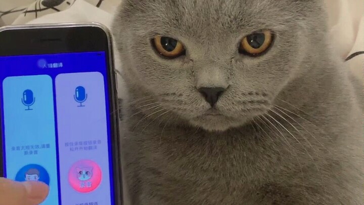 猫语十级的翻译，推荐给各位宝宝