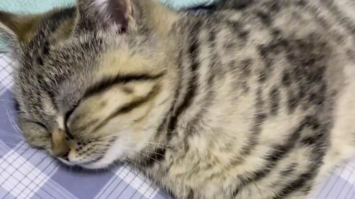 How much my cat loves me—cat owners really get it, hahaha