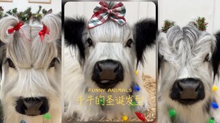 Hãy cùng tạo kiểu tóc lễ hội cho Niu Niu trong dịp Giáng sinh nhé.