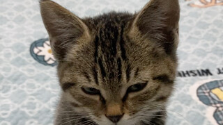 I have a cat, please let me know