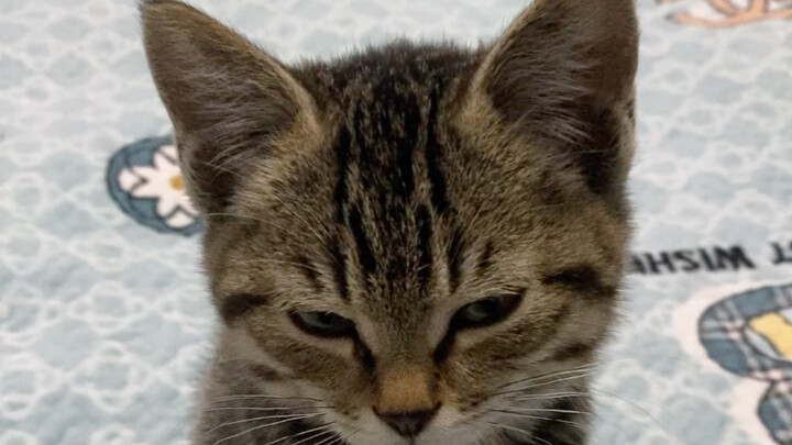 Saya punya kucing, tolong beri tahu saya