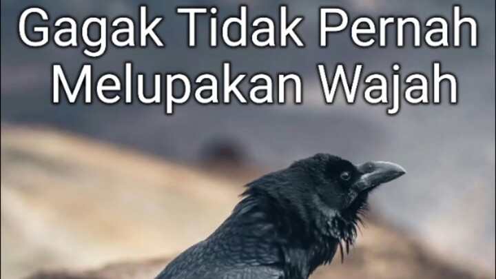 Gagak tidak pernah melupakan wajah