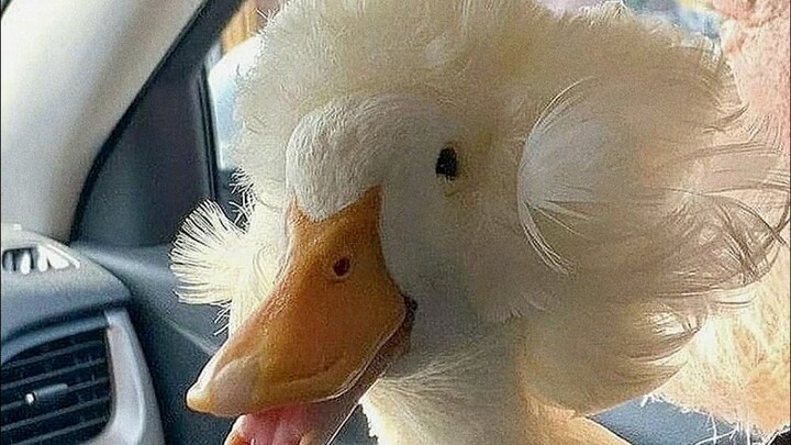 Shakespeare’s “Duck”