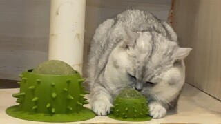 After being fostered for 7 months, the owner disappeared after the money was given.
