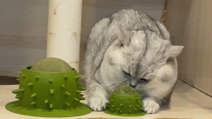 After being fostered for 7 months, the owner disappeared after the money was given.