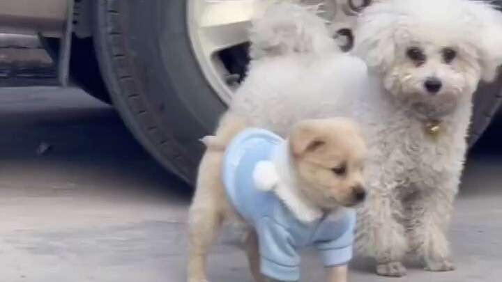 This Is the Real vs. Fake Young Master – Dog Edition