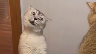 القط: أنا أشعر بالأسف على أخي فقط!