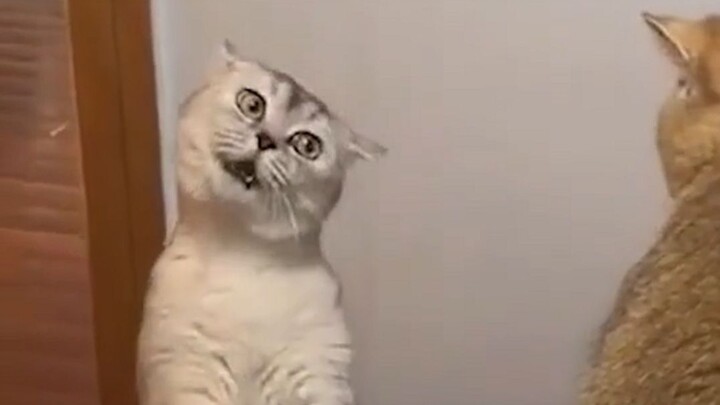 Cat: I only feel sorry for my brother!