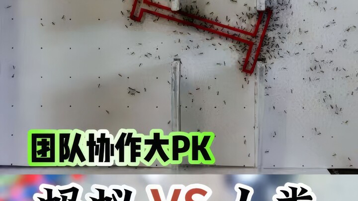 人类和蚂蚁团队协作能力对比