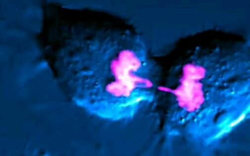 เซลล์ที่ผ่านวิดีโอการแบ่งเซลล์อย่างละเอียดด้วยกล้องจุลทรรศน์