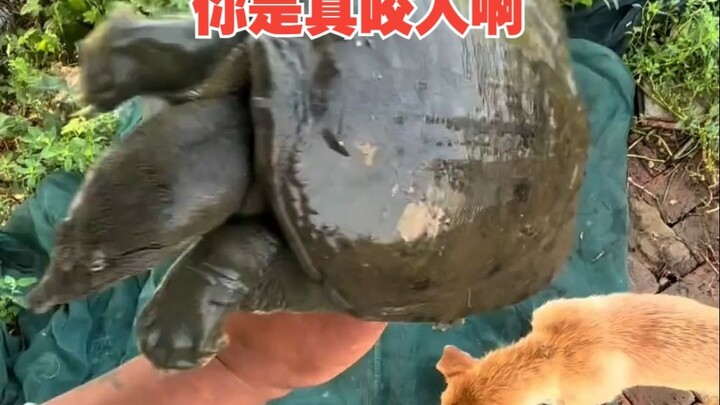 Softshell Turtle: Who the heck came up with this? That bastard is pure evil!