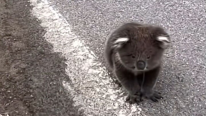 Tak sengaja bertemu koala kecil, ia penasaran dengan manusia