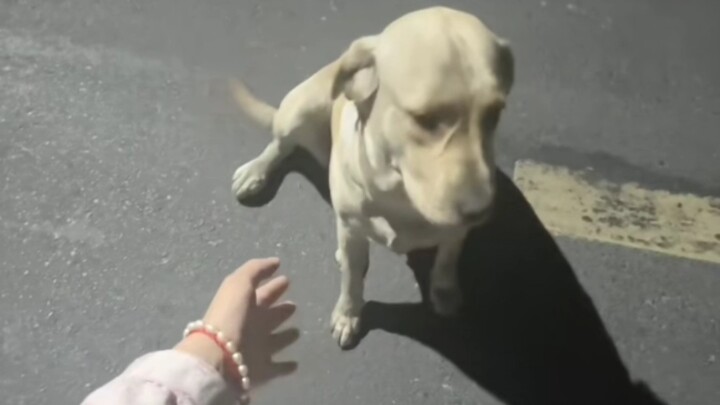 Orang Hakki telah ditempeli oleh anjing Hakki.