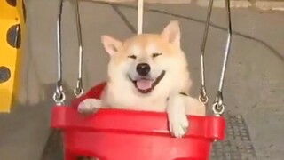 I, a Shiba Inu, love playing on the swing the most. My sister takes me to the park to play after sch