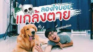 ลองใจเจ้าบอย แกล้งตายกลางบ้าน บอย จะทำยังไง?? | เพชร กะ บอย