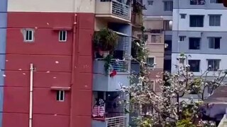 cherry blossom 🌼 🌸🌸