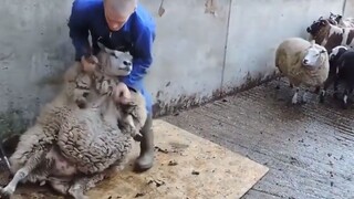The whole process of shearing a sheep, is this the legendary little lamb that is "at the mercy of ot
