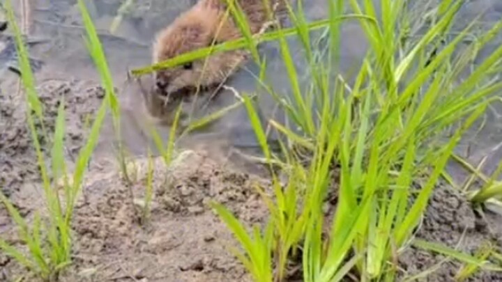While on patrol, the forest ranger befriended a little beaver—who even knocked on his door, clearly 