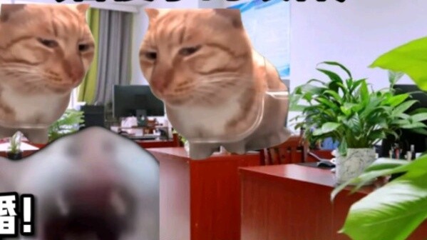 [Cat meme] หลังจากเปลี่ยนอุตสาหกรรม ฉันไปบริษัทที่ฉันไม่เข้าใจเลยในช่วงวันหยุดสุดสัปดาห์ ซื้อประกัน 