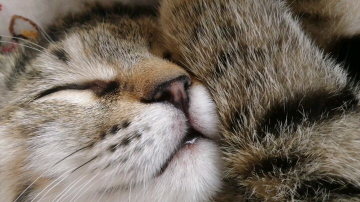 Nhân lúc mèo đang ngủ thì ngắm nghía cậu ấy một chút