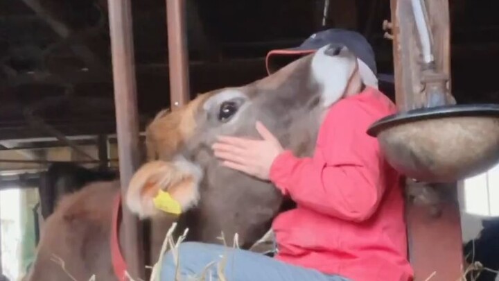 Press E to gently caress the cows