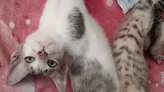 😾😾😾when cat sleep🤨