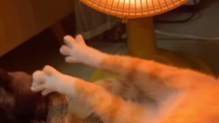 It's getting cold; let's roast some feet!