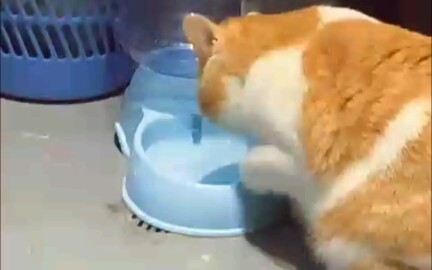 The pharaoh's cat really drinks water with its paw.