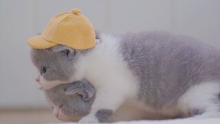 Play With Cute Baby Kitten