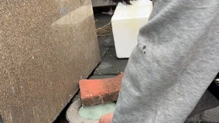 May Every Stray Cat in the World Have a Home of Its Own