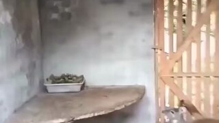 终于知道为什么是小鹿在心房里乱撞了……