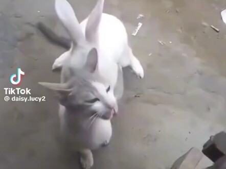 Mèo đuổi thỏ