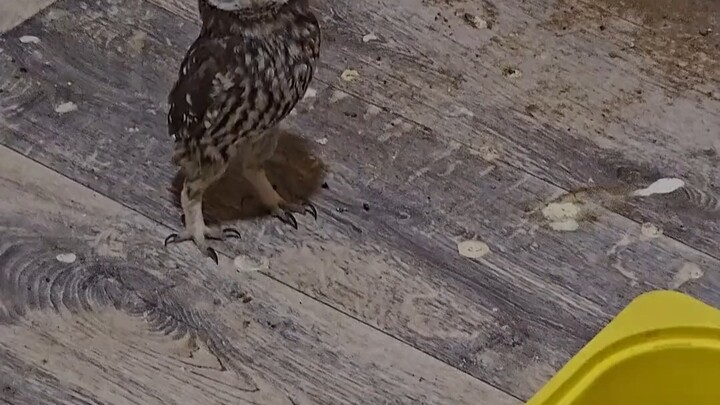 تم الإمساك ببومة واحدة