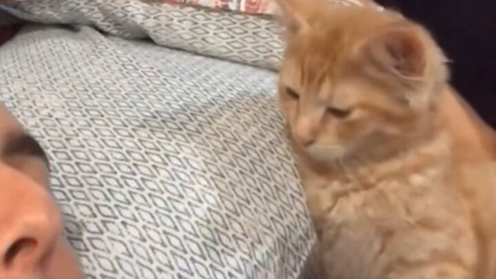 اللي بيحبو القطط هم اللي يفهموا هالإحساس أكتر من أي حد!