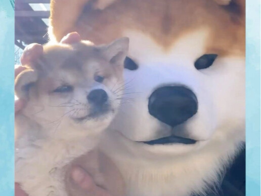 Youth is priceless—our big nephew is live today! #AkitaInu #ShibaInu #Dog #Abstract #Outrageous