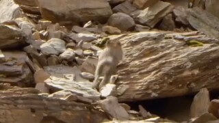 hewan pika#zaintemanime #jawa #wongjowo #fyi #fyp #faktaunik #pika #hewan #reaction #videoreaction