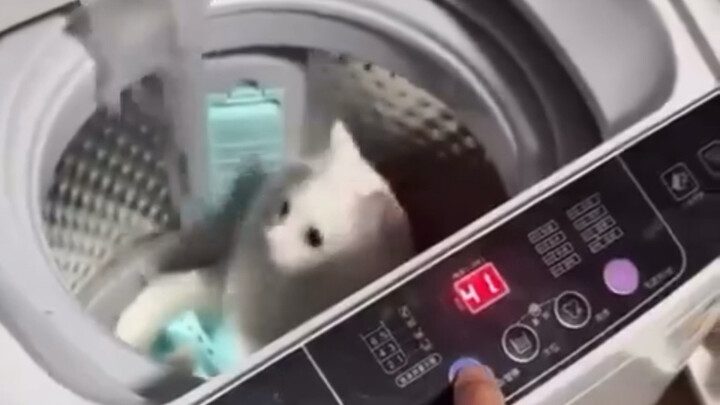 洗衣机和猫纯享版合集