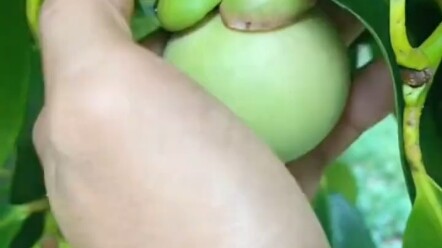 Quá trình phát triển của măng cụt