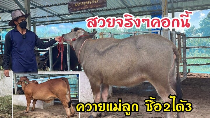 สวยจริงๆคอกนี้ |นาวาฟาร์ม| ควายแม่ลูก สูง140+ ซื้อ2ได้3 ลูก9เจริญ |วัวบราห์มันแดงหัวโล้น@กาฬสินธุ์