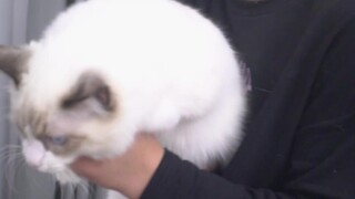 男人不要养猫