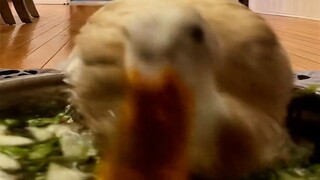 Duck: This fall is for life