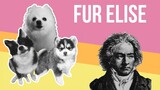 Fur Elise but it's Doggos and Gabe