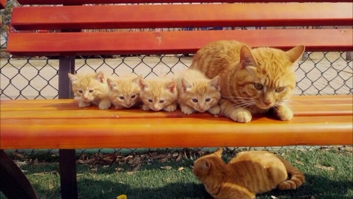 Bagaimana rasanya menemukan tiga ekor kucing oranye? Apakah rumahmu punya tambang emas?
