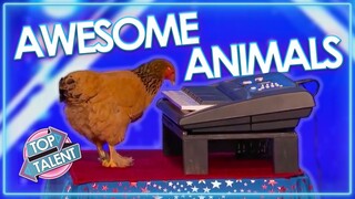 Most UNEXPECTED Animal Auditions EVER On Got Talent! | Top Talent