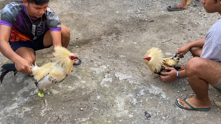 Stag 8 Months old💥