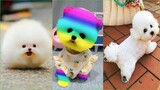 Funny and Cute Dog Pomeranian ЁЯШНЁЯР╢| Funny Puppy Videos #75
