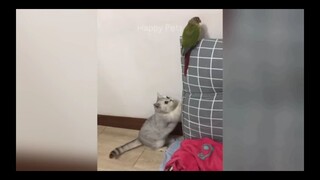 funny videos funny animals