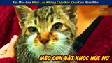 Em Mèo Con Khóc Nức Nở Không Chịu Rời Con Hẻm Nhỏ | Review Giải Cứu Mèo