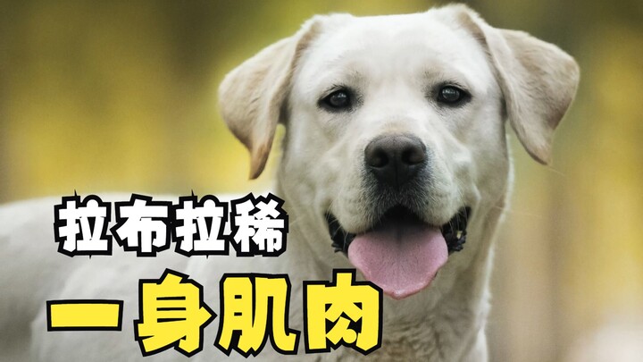 [Labrador] Encountered a Laobala who loves pooping in the village!